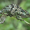 Flap-necked Chameleon Female Tanzania Photograph by Thomas Marent Flap-necked Chameleon Female Tanzania Photograph by Thomas Marent