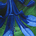 Flora Series-Number 12 Painting by Jim Harper Flora Series-Number 12 Painting by Jim Harper