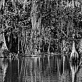 Florida Naturally 2 - BW Photograph by Christopher Holmes Florida Naturally 2 - BW Photograph by Christopher Holmes