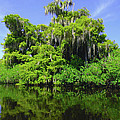 Florida Swamps by Carey Chen Florida Swamps by Carey Chen