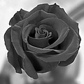 Dark Rose Photograph by Mike McGlothlen Dark Rose Photograph by Mike McGlothlen