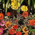 Flower Bed by Linda Brody Flower Bed by Linda Brody