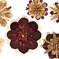 Flower Petal Composition 1 Photograph by Michelle Bien Flower Petal Composition 1 Photograph by Michelle Bien