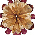 Flower Mandala 1 Photograph by Michelle Bien Flower Mandala 1 Photograph by Michelle Bien