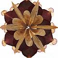 Flower Mandala 3 Mixed Media by Michelle Bien Flower Mandala 3 Mixed Media by Michelle Bien