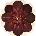 Flower Mandala 8 Mixed Media by Michelle Bien Flower Mandala 8 Mixed Media by Michelle Bien