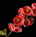 Flowering Quince Photograph by Mary Jo Allen Flowering Quince Photograph by Mary Jo Allen