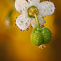 Flowering Spurge Photograph by Robert Charity Flowering Spurge Photograph by Robert Charity