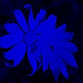 Flowerleaf Blue by Rob Hans Flowerleaf Blue by Rob Hans