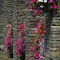 Flowers at Liscannor Rock Shop Photograph by James Truett Flowers at Liscannor Rock Shop Photograph by James Truett