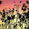 Flowers in the backlight 2 Photograph by Amanda Mohler Flowers in the backlight 2 Photograph by Amanda Mohler