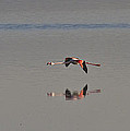 Fly Fly Away My Pretty Flamingo Photograph by Heiko Koehrer-Wagner Fly Fly Away My Pretty Flamingo Photograph by Heiko Koehrer-Wagner