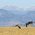 Flying Canadian Geese Rocky Mountains Panorama 2 Photograph by James BO Insogna Flying Canadian Geese Rocky Mountains Panorama 2 Photograph by James BO Insogna