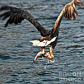 Flying European Sea Eagle 3 Photograph by Heiko Koehrer-Wagner Flying European Sea Eagle 3 Photograph by Heiko Koehrer-Wagner