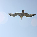 Flying Free Photograph by Diana Haronis Flying Free Photograph by Diana Haronis