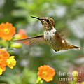 Flying Scintillant Hummingbird Photograph by Heiko Koehrer-Wagner Flying Scintillant Hummingbird Photograph by Heiko Koehrer-Wagner