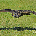 Flying Tiger... Photograph by Nina Stavlund Flying Tiger... Photograph by Nina Stavlund