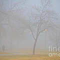 Foggy Park Morning Photograph by James BO Insogna Foggy Park Morning Photograph by James BO Insogna