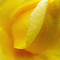 Folds of a Rose - Digital Painting Effect by Rhonda Barrett Folds of a Rose - Digital Painting Effect by Rhonda Barrett