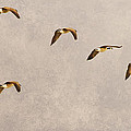 Follow the Leader Photograph by James BO Insogna Follow the Leader Photograph by James BO Insogna
