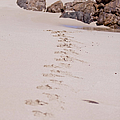 Footprints In The Sand by Michelle Wrighton