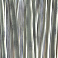 Forest of Dreams Photograph by James BO Insogna Forest of Dreams Photograph by James BO Insogna