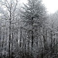 Forest With Freezing Fog Photograph by Daniel Reed Forest With Freezing Fog Photograph by Daniel Reed