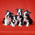 Four Boston Terrier Puppies On Red by Vintage Images Four Boston Terrier Puppies On Red by Vintage Images