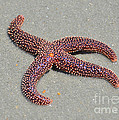 Four Legged Starfish Photograph by Kathy Baccari Four Legged Starfish Photograph by Kathy Baccari