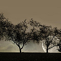 Four Trees and a Moon Photograph by Ann Bridges Four Trees and a Moon Photograph by Ann Bridges