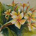Frangipani Painting by Jyotika Shroff Frangipani Painting by Jyotika Shroff