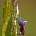 Fremont's Leather Flower Photograph by Robert Charity Fremont's Leather Flower Photograph by Robert Charity