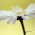 Fresh As A Daisy Photograph by Lois Bryan Fresh As A Daisy Photograph by Lois Bryan