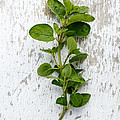 Fresh Oregano Photograph by Nailia Schwarz Fresh Oregano Photograph by Nailia Schwarz