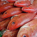 Fresh Red Snapper At The Fish Market by Chris Pinchbeck Fresh Red Snapper At The Fish Market by Chris Pinchbeck
