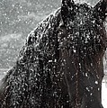 Friesian Snow Photograph by Fran J Scott Friesian Snow Photograph by Fran J Scott