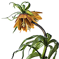 Fritillaria Imperialis Photograph by Endre Balogh Fritillaria Imperialis Photograph by Endre Balogh
