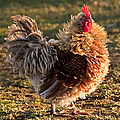 Frizzle Rooster by Michelle Wrighton