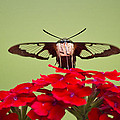 Hummingbird Clearwing Moth Front And Center Photograph by Christina Rollo Hummingbird Clearwing Moth Front And Center Photograph by Christina Rollo