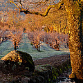Frost In The Valley Of The Moon by Bill Gallagher Frost In The Valley Of The Moon by Bill Gallagher