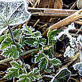 Frosty Photograph by Spikey Mouse Photography Frosty Photograph by Spikey Mouse Photography