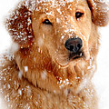 Frosty Mug Photograph by Christina Rollo Frosty Mug Photograph by Christina Rollo