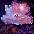 Frozen Rose Digital Art by Lilia D Frozen Rose Digital Art by Lilia D