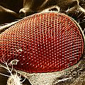 Fruit Fly Eye SEM Photograph by Omikron Fruit Fly Eye SEM Photograph by Omikron