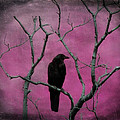 Fuchsia by Gothicrow Images Fuchsia by Gothicrow Images