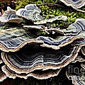 Fungus_1 by Amalia Suruceanu Fungus_1 by Amalia Suruceanu
