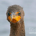 Funny looking Bird Photograph by Amanda Mohler Funny looking Bird Photograph by Amanda Mohler