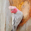 Galah 2AM-29701 by Andrew McInnes Galah 2AM-29701 by Andrew McInnes