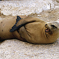 Galapagos Sea Lion Calling Photograph by Konrad Wothe Galapagos Sea Lion Calling Photograph by Konrad Wothe