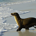 Galapagos Sea Lion In Gardner Bay Photograph by Pete Oxford Galapagos Sea Lion In Gardner Bay Photograph by Pete Oxford